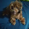 babywhisky4