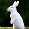bunny_45000