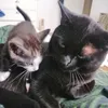catlady2486