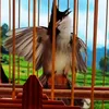 baopon4