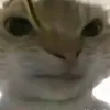chuotsigmachsliqi