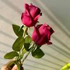 sumaya.abdi64