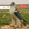eadil.313