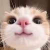 povcute212