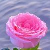 nabila.yusuf.15