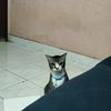cat_52626