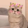 user4717607201169