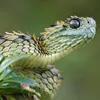 reptile.glazer
