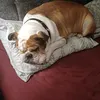 dutchythebulldog5