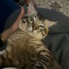 catmom8629