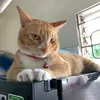 meocutemahihi