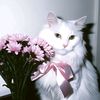ridhannattawin_
