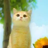 mewow.29