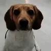 susie42700_