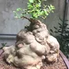 trangvjigjo
