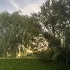 lena.h2108