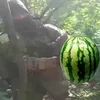 v1ntorez_z02