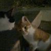 catsforangii