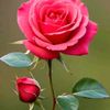amina79161