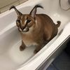 kapkat34