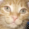 cat__3452