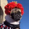 Emma la Pug