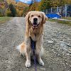 maverickgoldenretreiver