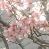 reema_10193