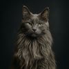 TheIntrusiveCat