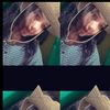 sebutsajalatif