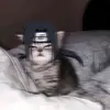 daxxzmodhipper