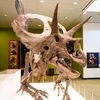mista_ceratops