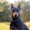 goldendoberman1