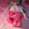 user8241702394066