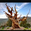 oldtreeusr