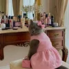 itsthecatlover