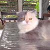 felcy_the_persian