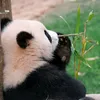 pandaiam7