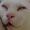conmemay_y