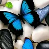 lalayomar