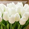14tulipa