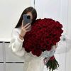 stevi_ind