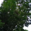 hunboonhunboon