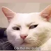 tokothichjack