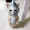 ultramen.miaw