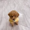 ch.nhung16