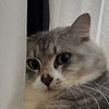21 🐈‍⬛
