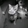 ymckya