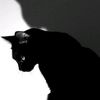 blackk_.cattt