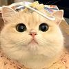 Meow Diary
